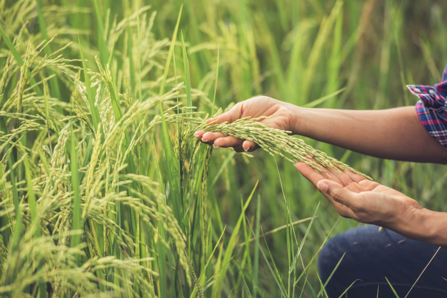 Atlanta Premiere Insurance Service/ crop insurance